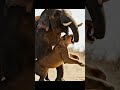 elephant and lion fight #wildanimals