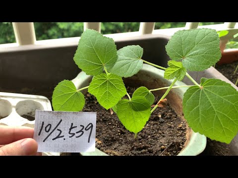 【園藝539】10月2日(一)秋葵新葉不斷往上生長中！
