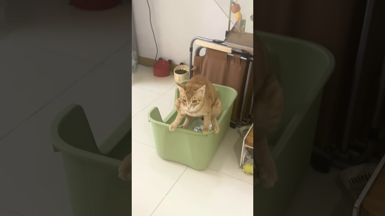 Orange Cat Avoids Litter by Balancing on Top Edge of Box