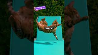 Download Lagu Waarom katten ALTIJD op hun poten landen 😨🐈 MP3