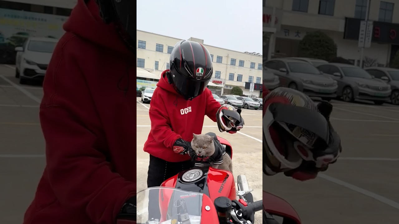 Very cute cat motorcycles rider