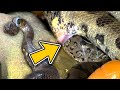 MY MALE ANACONDA HAD A BABY!! A VIRGIN BIRTH!! VERY RARE!! | BRIAN BARCZYK