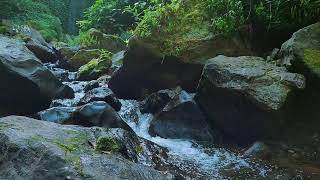 Quiet Brookside Serenity – Gentle River Flow, No Music