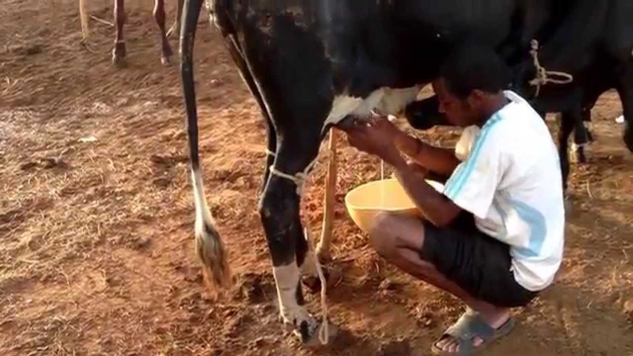 Milking cow in West Africa. Niamey/Niger YouTube