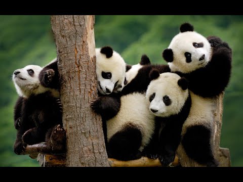 Большая панда из Красной книги Большая панда из Красной книги