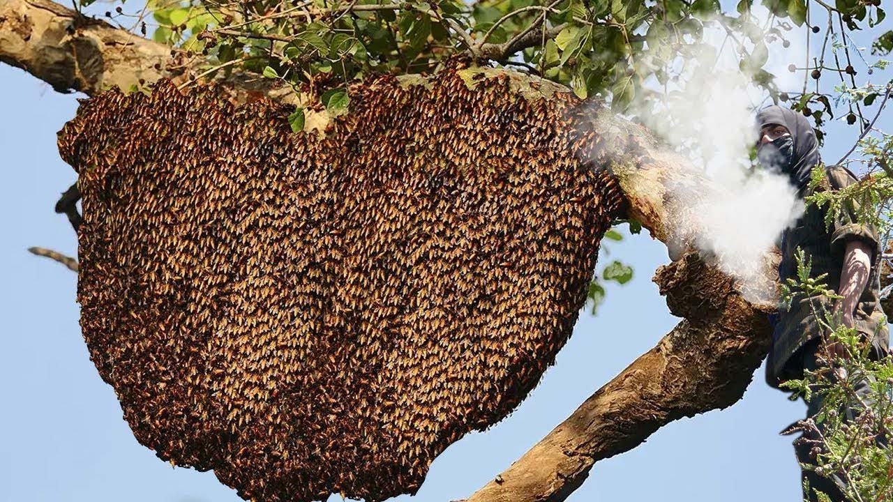 extreme wild honey hunt harvesting 2 honeycombs from a... Extreme Honey Harvest in the Jungle – Giant Beehive Collected with Bare ...