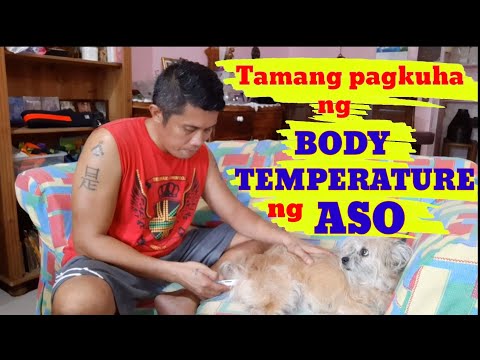 Video: Paano Sukatin Ang Temperatura Sa Isang Aso