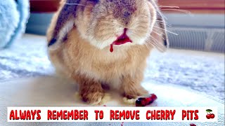 Rabbit Eating Juicy Cherries ASMR