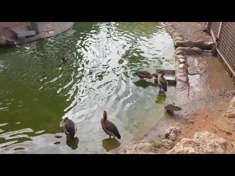 Walk through waterfowl aviary