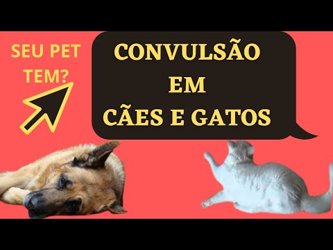 Vídeo: Convulsões De Cães - Causas, Sintomas E Mais