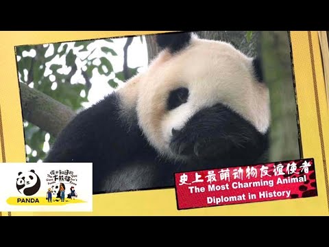 《你不知道的大熊貓》史上最萌動物友誼使者 | iPanda熊貓頻道