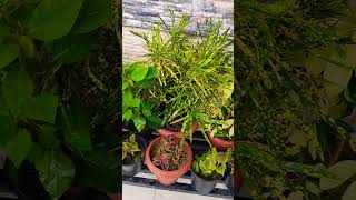 Download Lagu #yaadein#plants #love #memories #shorts #trendingshorts #nature #garden#gardening #beautiful MP3 Download Lagu #yaadein#plants #love #memories #shorts #trendingshorts #nature #garden#gardening #beautiful MP3