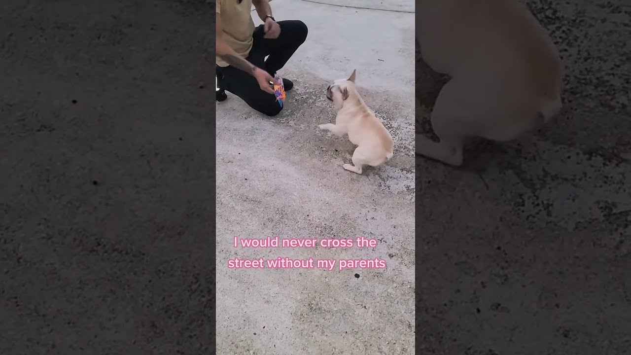 Good Girl Tag Someone Whose Dog Crosses Streets Alone Fyp Viral Funny