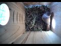Mourning Dove Visits Birdfy Birdhouse 🕊️ | Peaceful Backyard Bird Watching