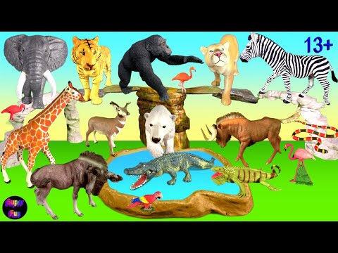 Big cat week - Zoo animals - Snake Chimp Tiger Elephant Alligator Polar Bear Zebra Giraffe 13+