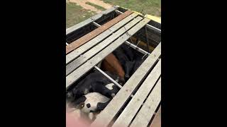 Embarque do #gado #boi #nelore #fazenda #agro