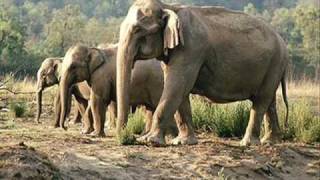 Miniatura de vídeo de "פיל פילון --Pil Pilon-- Elephant baby elephant-- kids song"