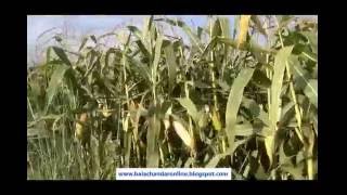 Corn Cultivation