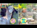 A to Z of Animals 🐷🦒🐞 ABC Singalong Learning Song for Toddlers &amp; Kids