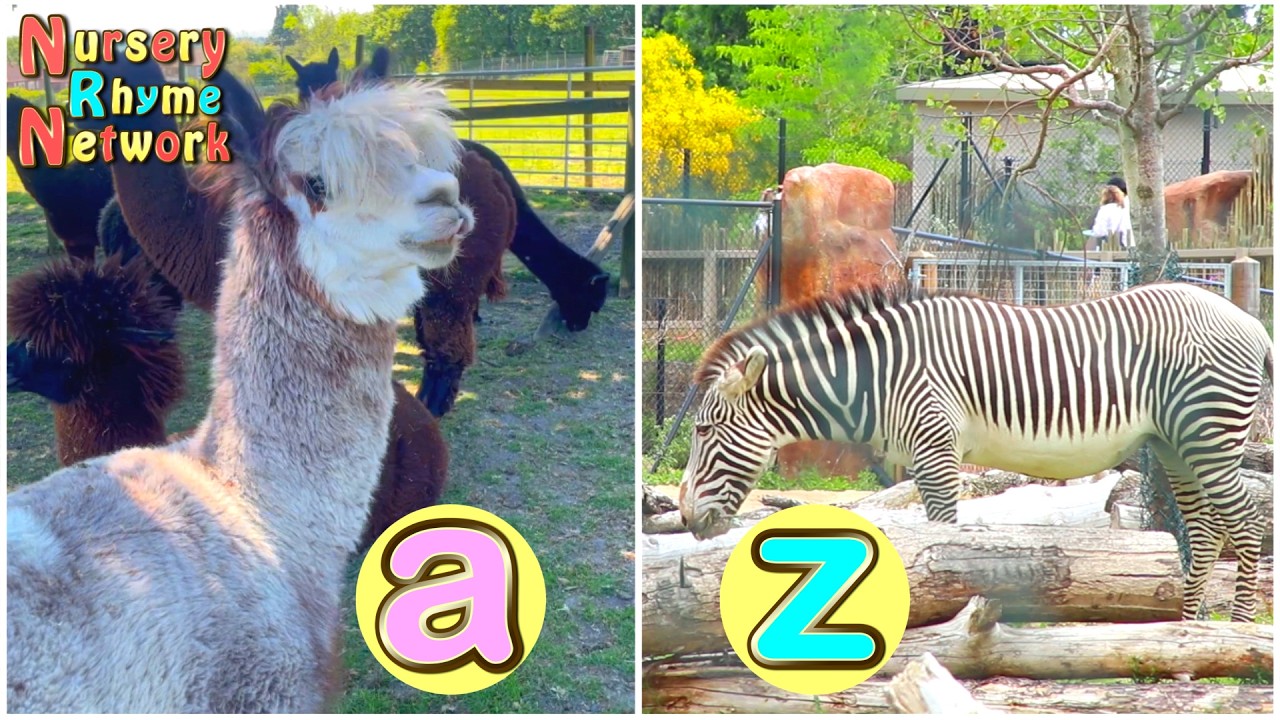 A to Z of Animals 🐷🦒🐞 ABC Singalong Learning Song for Toddlers & Kids ...