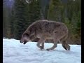 Сезон охоты на волков в разгаре