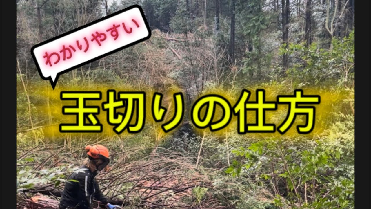 林業家の薪材 玉切り材 ただの造材(玉切り) #林業#山仕事#きこり#自然#造材#玉切り#岐阜#加茂