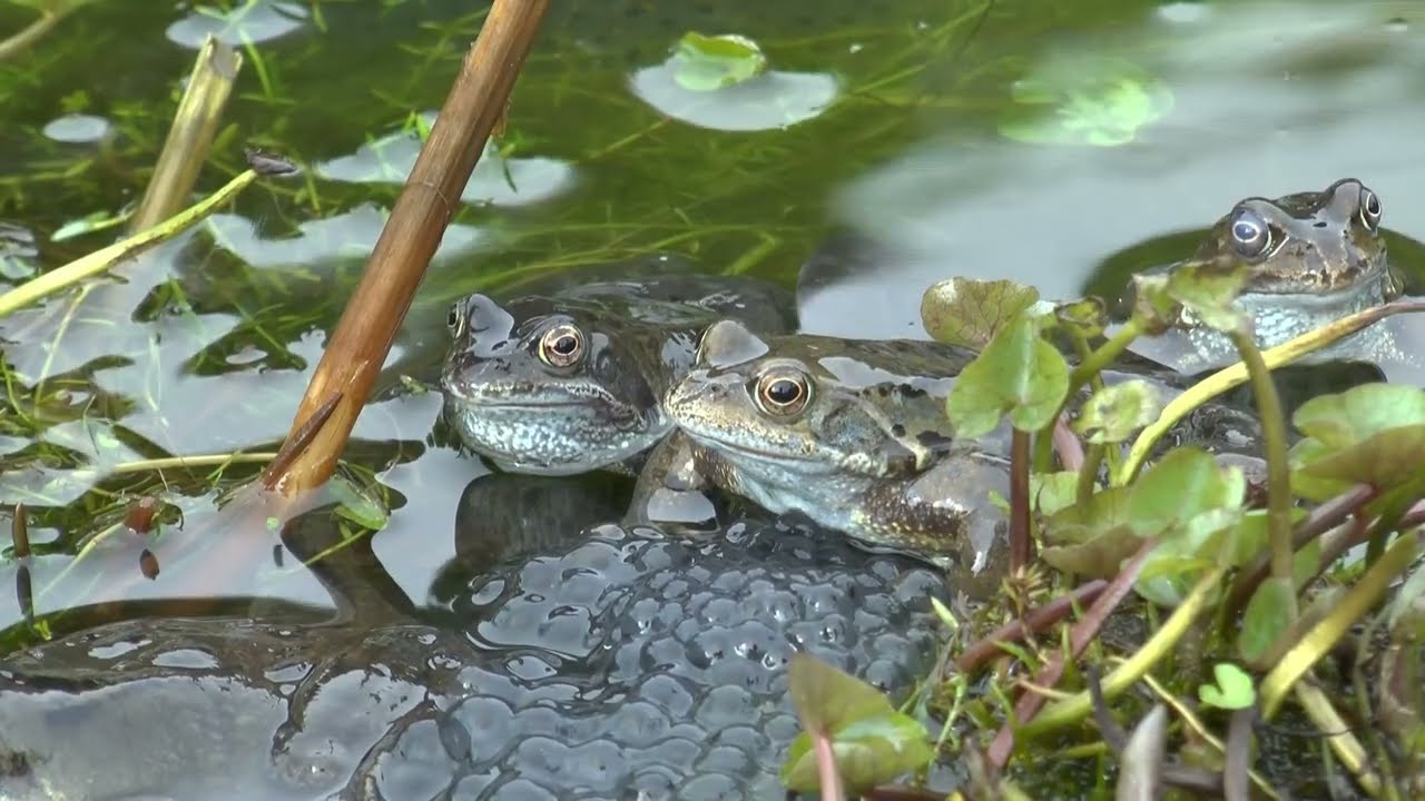 The Cycle of the Seasons.