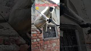 Jay Shree Ram Bajrang Dal kumar jitendra Hanuman #shortvideo #viral @ManojDey @Arvindzone