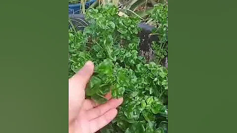 thediiegiitox Videos #60