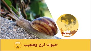 مع فهد التمساح | الحلزون الصحراوي - Desert Snail