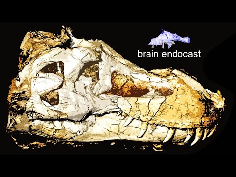 Vidéo: Quelle partie du cerveau trinitaire nous relie aux dinosaures ?