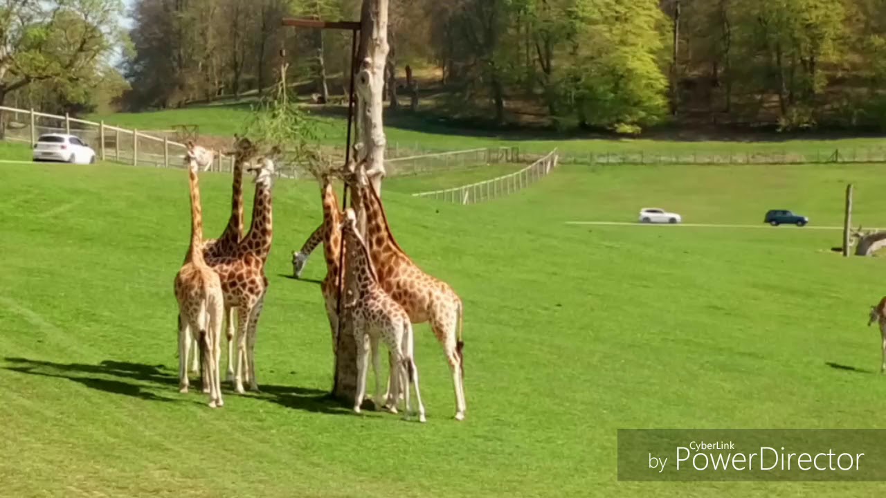 longleat safari webcam