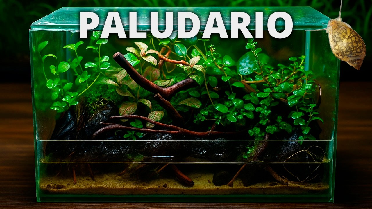 Hice un Mini Paludario y se convirtió en una Jungla Tropical