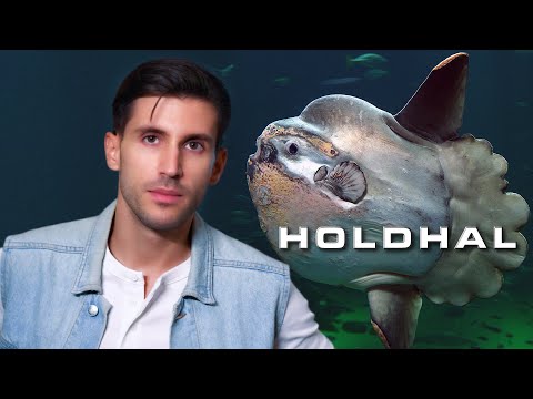 Holdhal ☀️🐟🐡