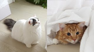 My Cats in the Blanket! Cats Make Me Happy after Blanket Laundry by 꼬부기아빠 My Pet Diary 31,476 views 4 years ago 3 minutes, 52 seconds