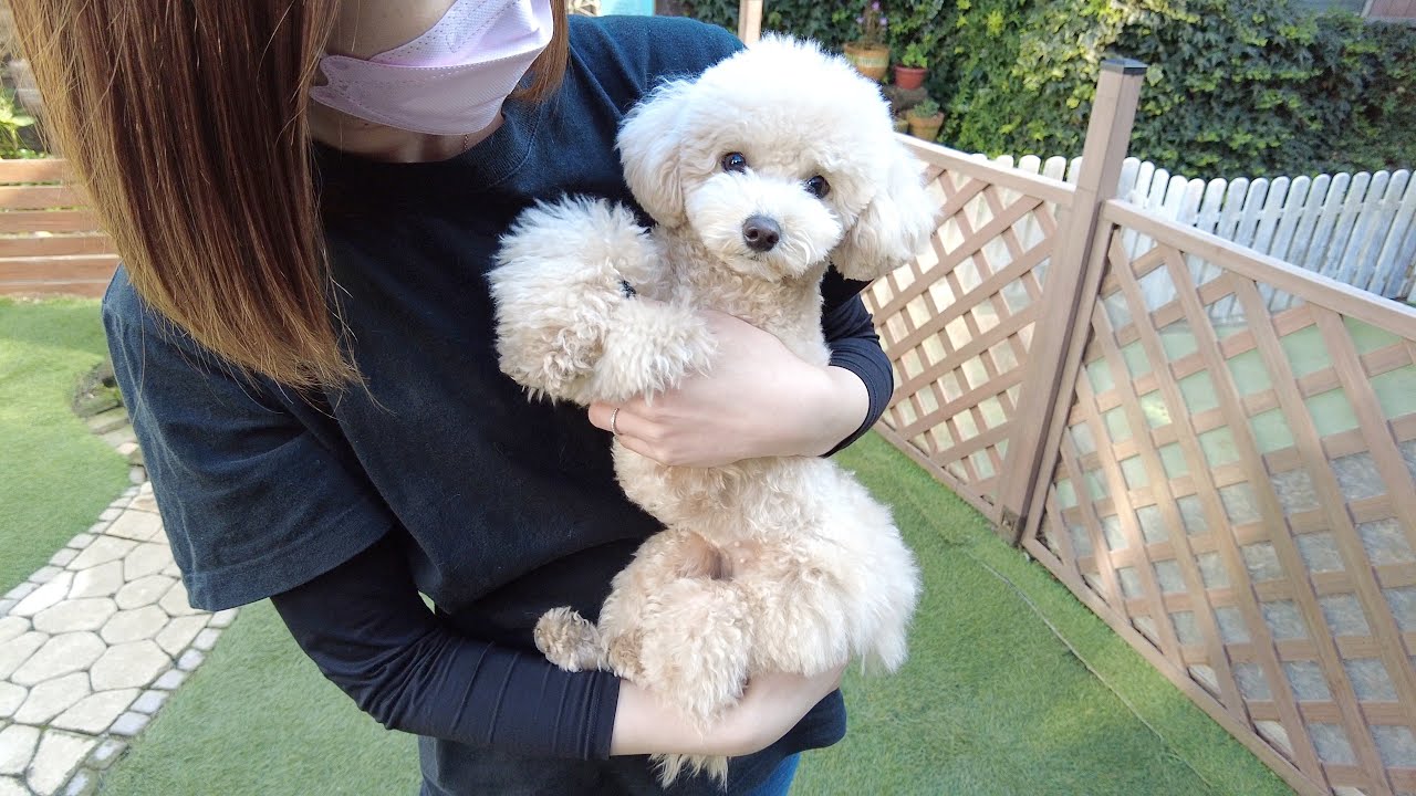 I went to the puppy's birthplace and reunited with the breeder