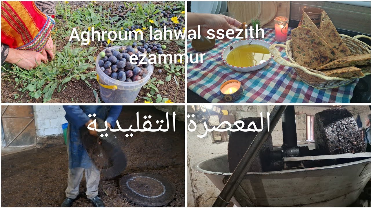 طحن الزيتون 🫒واستخراج الزيت بطريقة تقليدية /aghroum lahwal بزيت الزيتون #روتين جزائرية في القرية 🛖