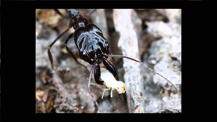 Ultrafast Animals: The Force Behind Trap-Jaw Ants