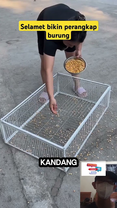 Selamet bikin perangkap burung #kucinglucu