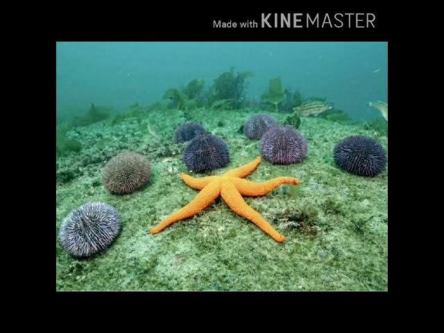 Kelli Medisonning munozarali aktrisasining videosini yuklab oling