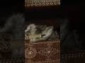 Şehzade Mustafa'nın Bayram Kıyafeti #tarih #shorts