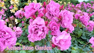 【4K】早朝の京成バラ園🌹2023年5月14日 Keisei rose garden early in the morning