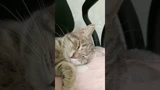 Воришка#Котик #Shortscats #Cat #Ржачныевидео #Юмор