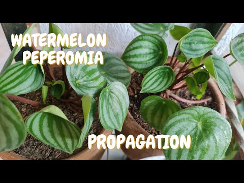 Видео: Magnolialeaf Peperomia (25 зураг): цэцэглэх, өвчин, гэртээ арчлах