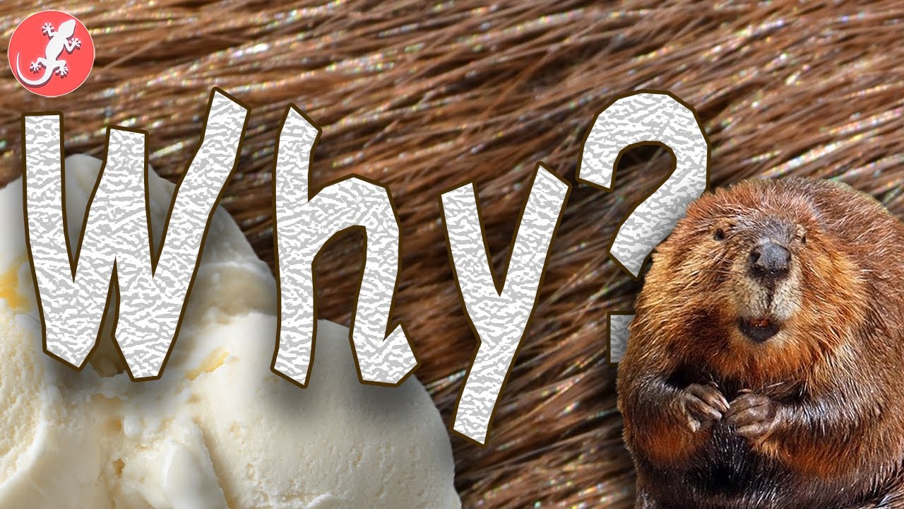 How Beaver Sacs Flavored Your Food - YouTube