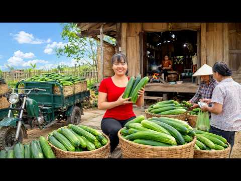 TIMELAPSE -- Farm Fresh Cucumbers ! 🥒 Creamy Salad, Cool Drinks & Detox Water For Healthy Skin!