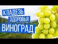 Кладезь здоровья виноград | Рецепты Ивана Павловича Неумывакина