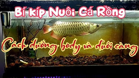 Bí kíp Nuôi Cá Rồng - Cách dưỡng Body và đuôi càng #arowana #fish #aquarium