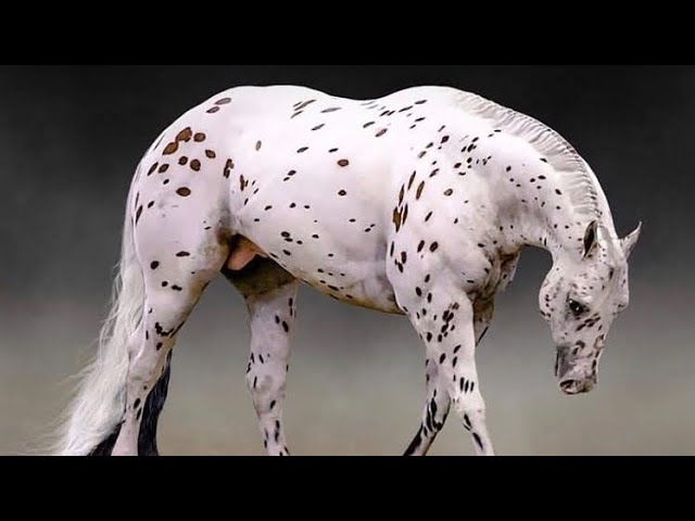 Quer um Appaloosa? Saiba um pouco sobre essa raça de cavalo então