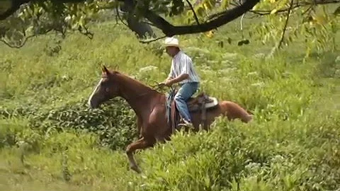 Making of a Hanoverian Ranch Horse